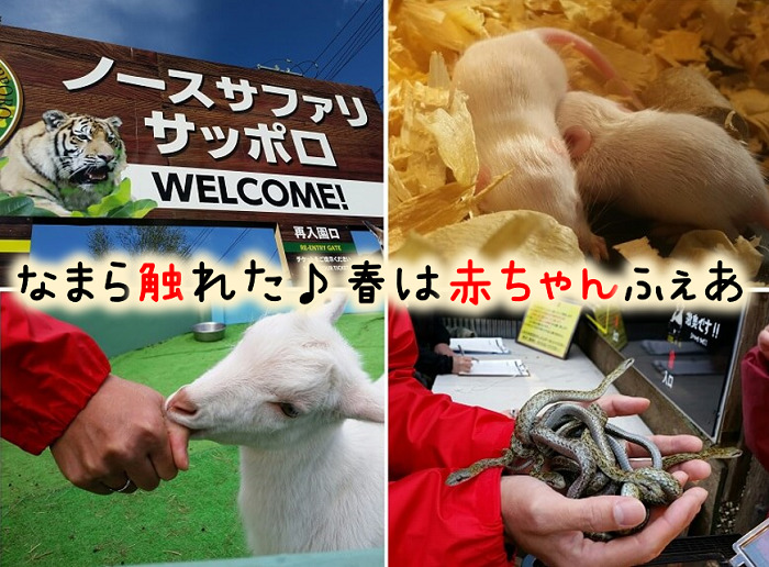 ノースサファリ 沢山の動物に触れる札幌の動物園 無料シャトルバス有り