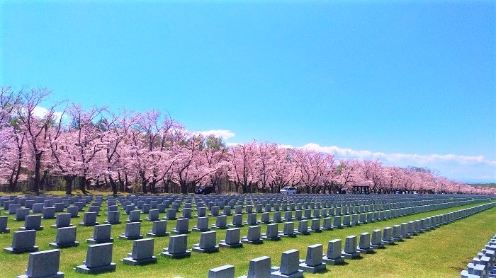 戸田記念墓地公園の桜 厚田は開花が遅い 見頃と混雑回避方は