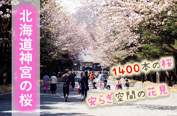 北海道神宮 美しい境内の桜 開花と見頃はいつ 駐車場はどこ