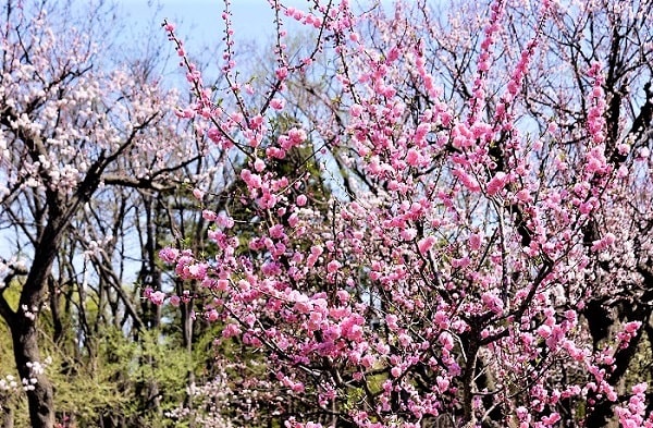 北海道神宮 美しい境内の桜 開花と見頃はいつ 駐車場はどこ