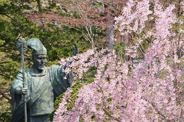 北海道神宮 美しい境内の桜 開花と見頃はいつ 駐車場はどこ