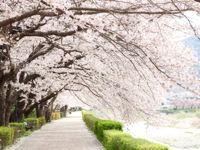 登別桜並木の開花情報 見頃はいつ アクセスや駐車場は