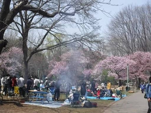 21年 札幌 円山公園の桜の見頃は 簡単な行き方は コロナ規制情報