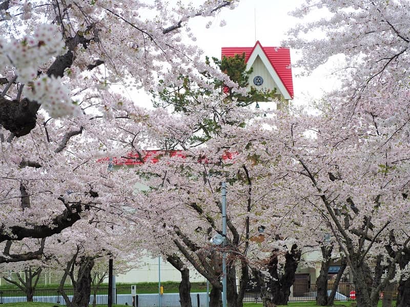 渡島の桜名所10選 森町 八雲町などの厳選花見スポット 開花時期はいつだ