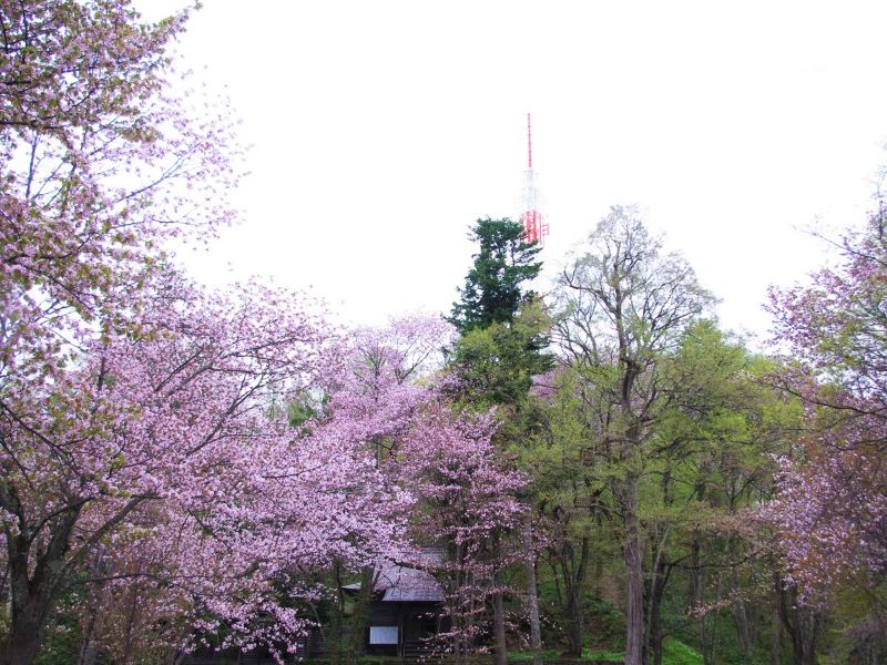 旭川桜の名所10選 旭川近郊から厳選の花見スポット 旭山公園の開花予想はいつ