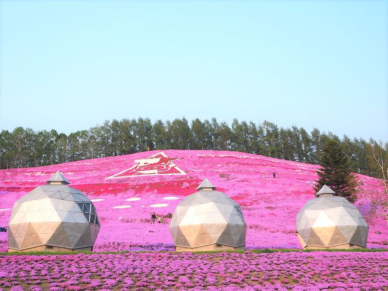 東藻琴芝桜公園年の見頃は 桜まつりの時期 時間は 開花速報あり ひがしもこと芝桜公園と読みます