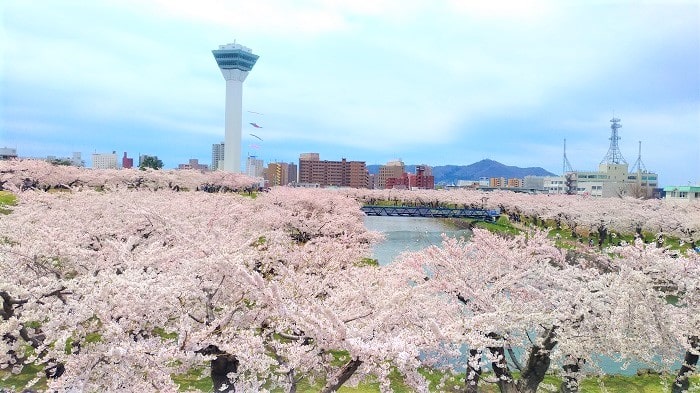 五稜郭公園 函館桜の名所 見頃とライトアップいつ 駐車場は