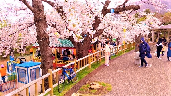 函館公園 函館桜の名所 開花予想は 駐車場は 祭りで屋台の出店がある