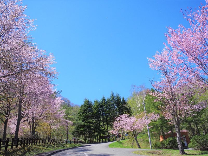 十勝地方桜選 帯広周辺市町村には名所や穴場が沢山