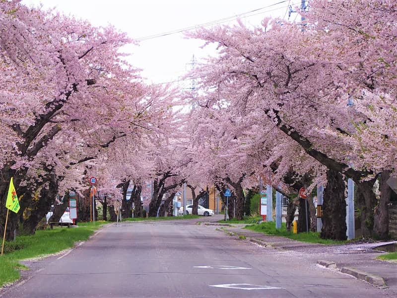 渡島の桜名所10選 森町 八雲町などの厳選花見スポット 開花時期はいつだ