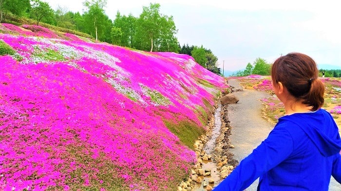 倶知安 三島さんの芝桜 芝桜の羊蹄山とアンヌプリ見事 見頃はいつ 駐車場とアクセスは