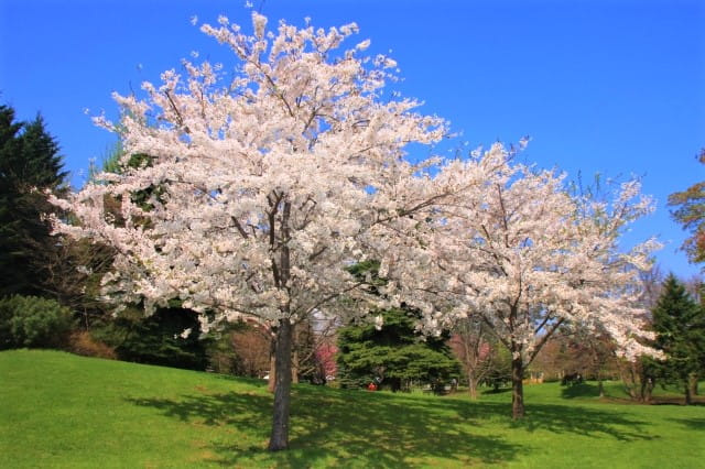 桜の名所 中島公園の見頃はいつ 駐車場や駅を使ったアクセス情報