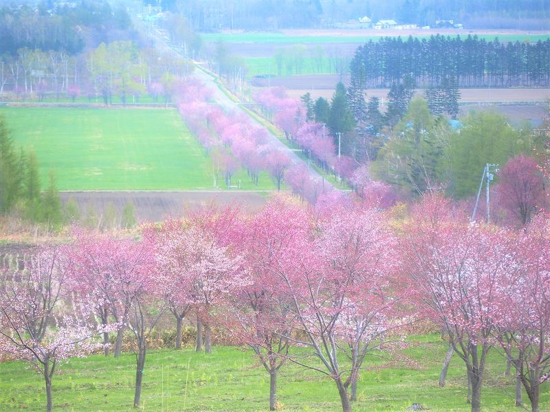 十勝地方桜選 帯広周辺市町村には名所や穴場が沢山