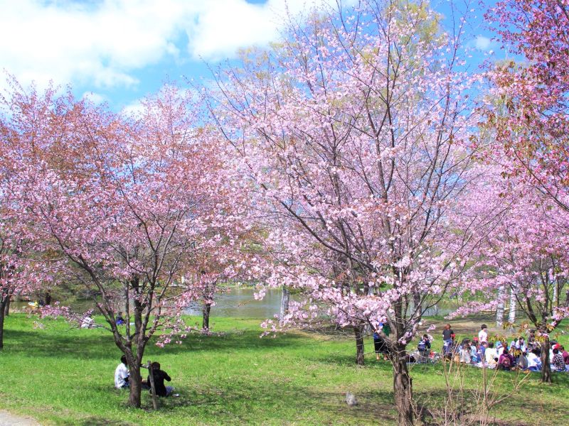 十勝地方桜20選 帯広周辺市町村には名所や穴場が沢山