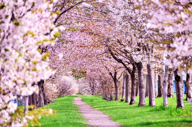 登別桜並木の開花情報 見頃はいつ アクセスや駐車場は