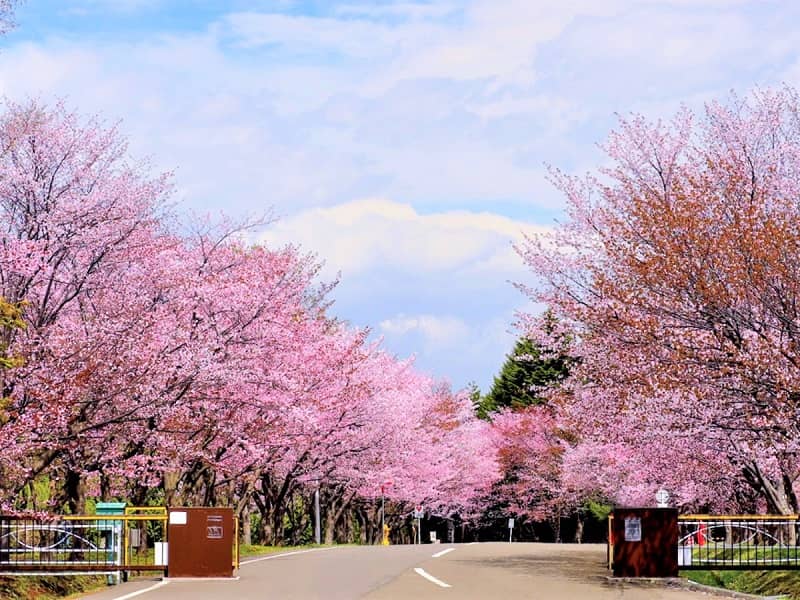 【札幌市】桜の名所20選！開花はいつ？花見の穴場や見どころは？