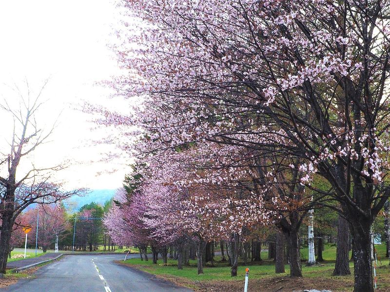 十勝地方桜選 帯広周辺市町村には名所や穴場が沢山