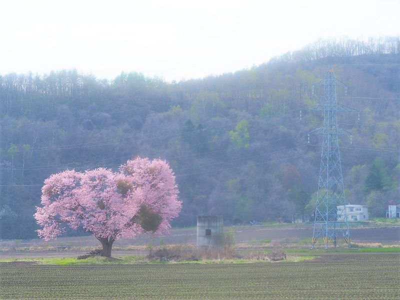 十勝地方桜選 帯広周辺市町村には名所や穴場が沢山