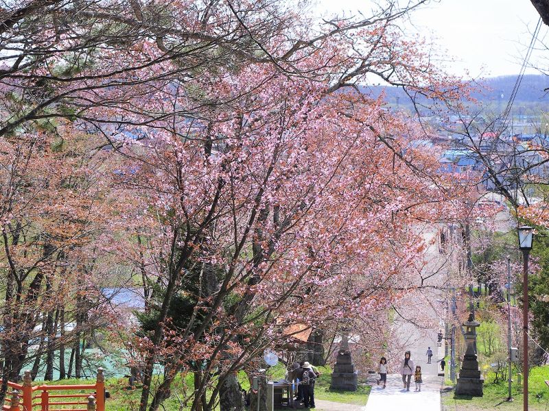 十勝地方桜選 帯広周辺市町村には名所や穴場が沢山