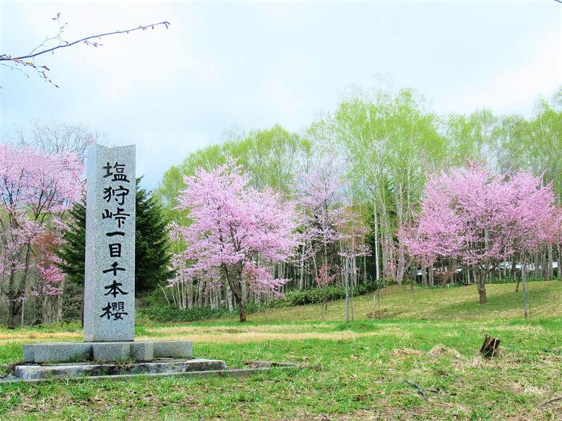 上川地方 桜十景色 北部に桜の穴場あり 塩狩峠の一目千本桜や九十九山の00本桜