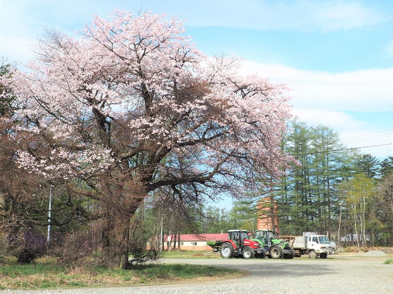 十勝地方桜選 帯広周辺市町村には名所や穴場が沢山