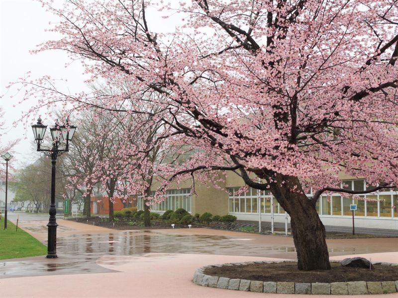 胆振桜八景 苫小牧 洞爺湖の開花情報 おすすめの穴場は 桜並木はどこ