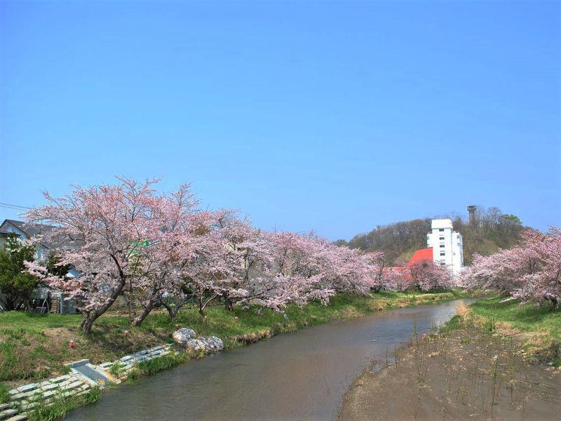 胆振桜八景 苫小牧 洞爺湖の開花情報 おすすめの穴場は 桜並木はどこ