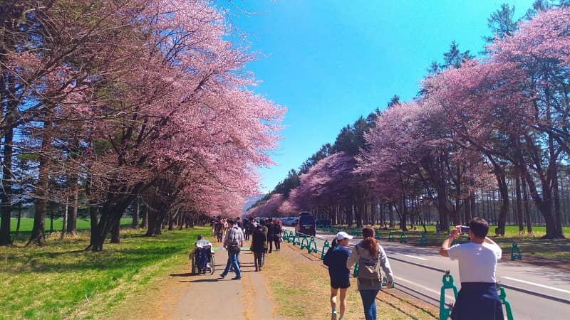 【新ひだか町】静内二十間道路桜並木