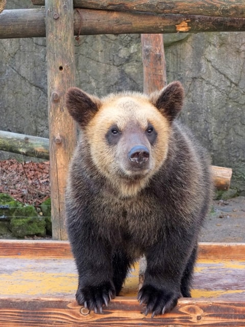 登別クマ牧場で共食い 脱走事件があった クーポンや割引はある 懐かしのcmが見れる