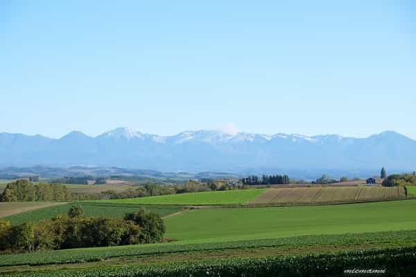 美瑛の丘　おすすめ５選