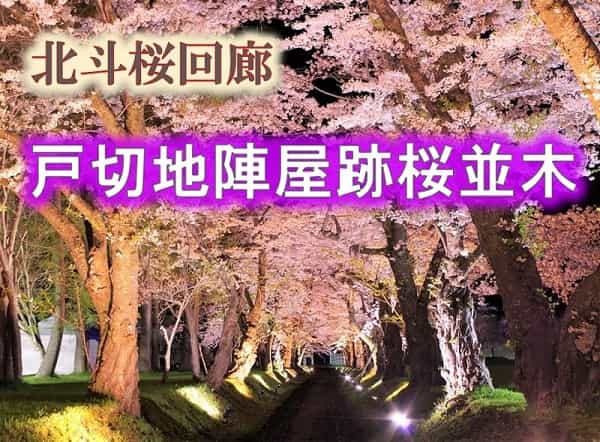 北斗市　松前藩戸切地陣屋跡桜並木