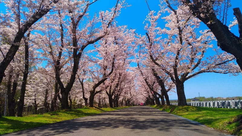 石狩地方桜八景 札幌近郊で最高の桜 戸田記念墓地公園 など名所満載