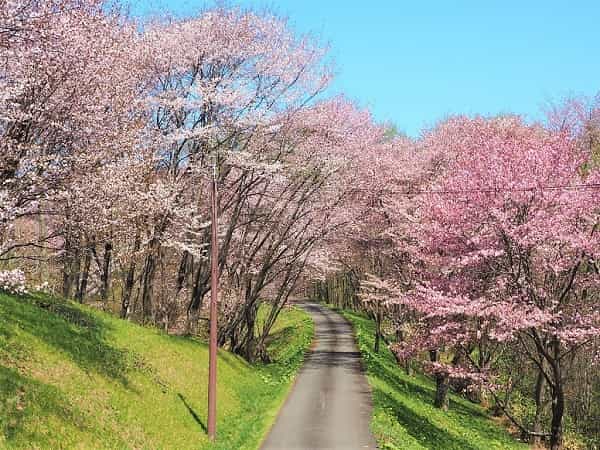 にわ山森林自然公園