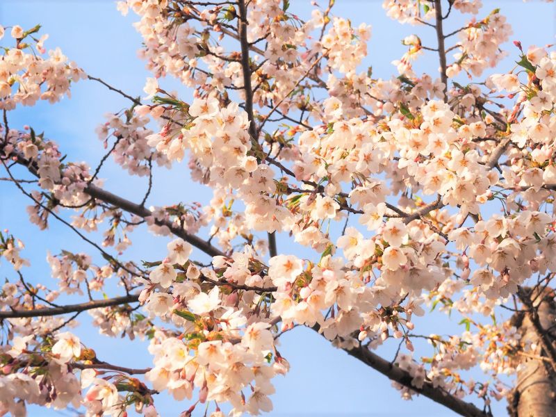 美唄市 東明公園の桜は日本最北のソメイヨシノが咲く公園 見どころやアクセス方法など