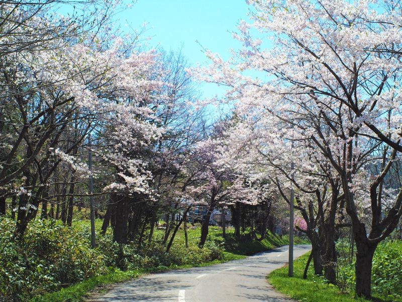 美唄市 東明公園の桜は日本最北のソメイヨシノが咲く公園 見どころやアクセス方法など