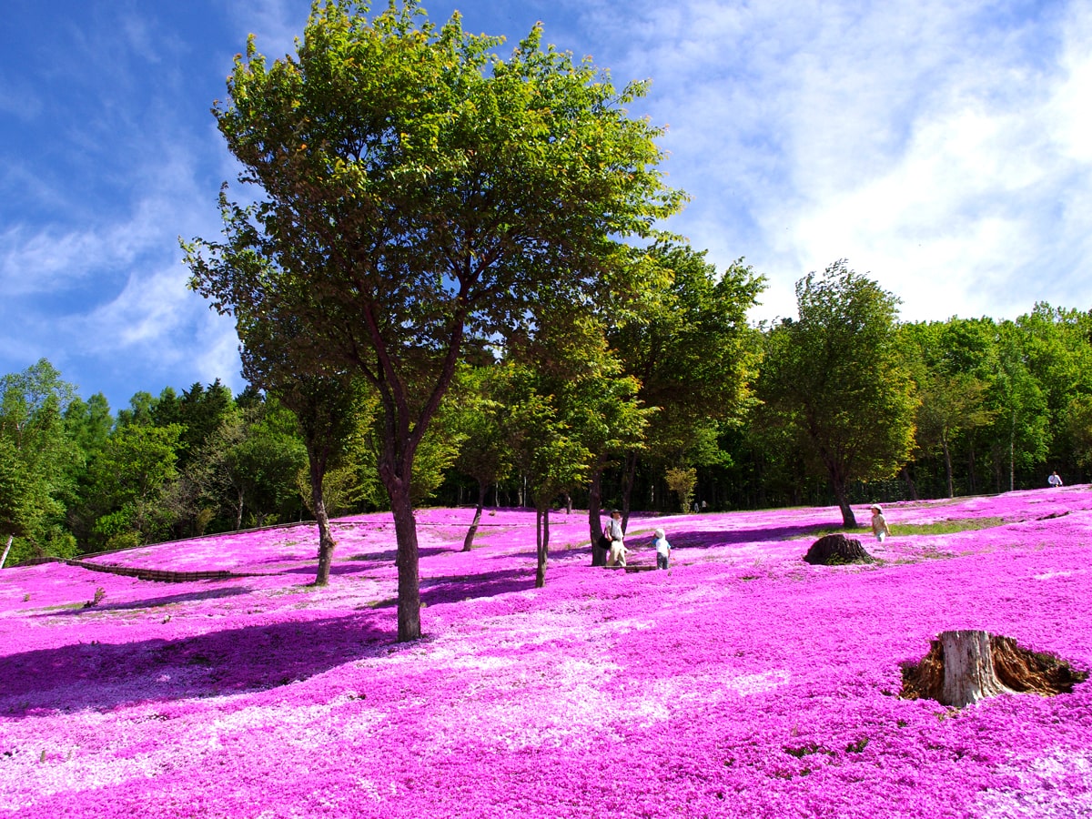 オホーツク五大芝桜 日本一の規模を誇る芝桜 滝上公園や東藻琴芝桜公園など見どころ紹介