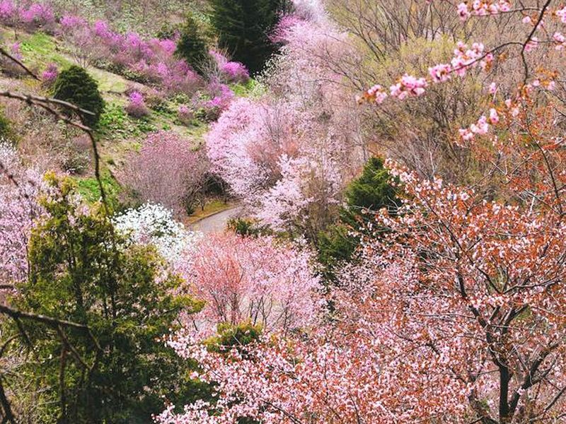 オホーツク桜八景 網走市や北見市などの桜名所を紹介 見どころやアクセス方法を徹底紹介
