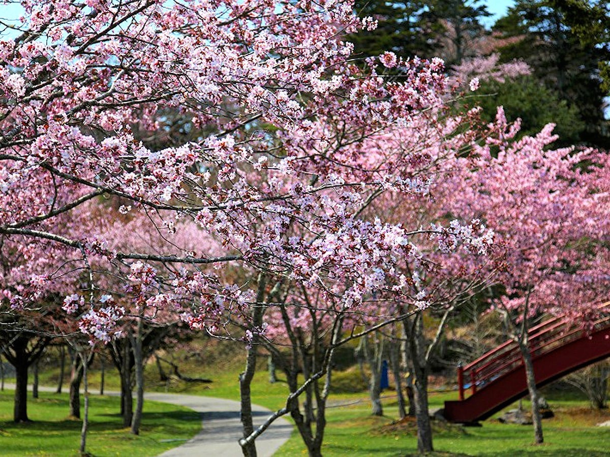 子野日公園 桜が見頃の頃に開催する あっけし桜 牡蠣まつり 満開の桜と新鮮な牡蠣で美味しい一日を