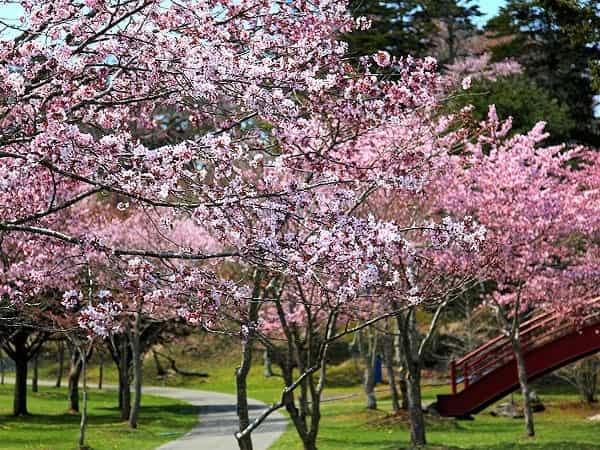 子野日公園の桜