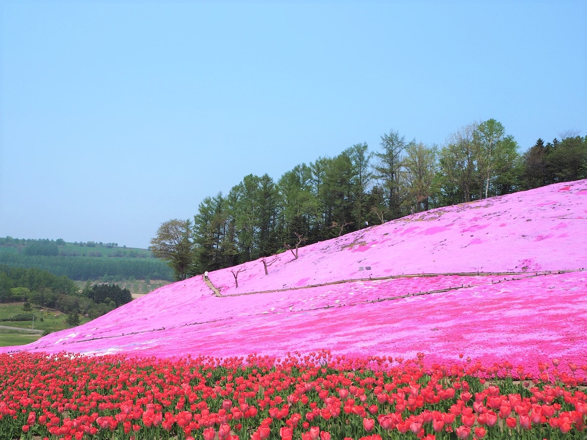 太陽の丘えんがる公園 オホーツク第三の芝桜 ライトアップが見られるのはここだけ 見どころなどを紹介