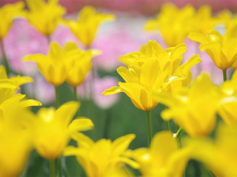 上湧別チューリップ公園 見頃はいつ 駐車場は オホーツク花回廊を楽しむポイント