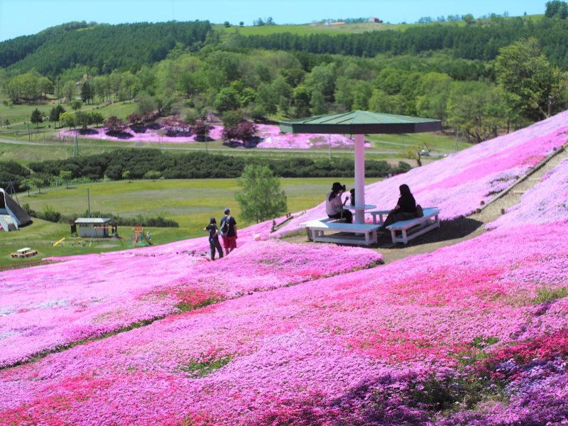 太陽の丘えんがる公園 オホーツク第三の芝桜 ライトアップが見られるのはここだけ 見どころなどを紹介