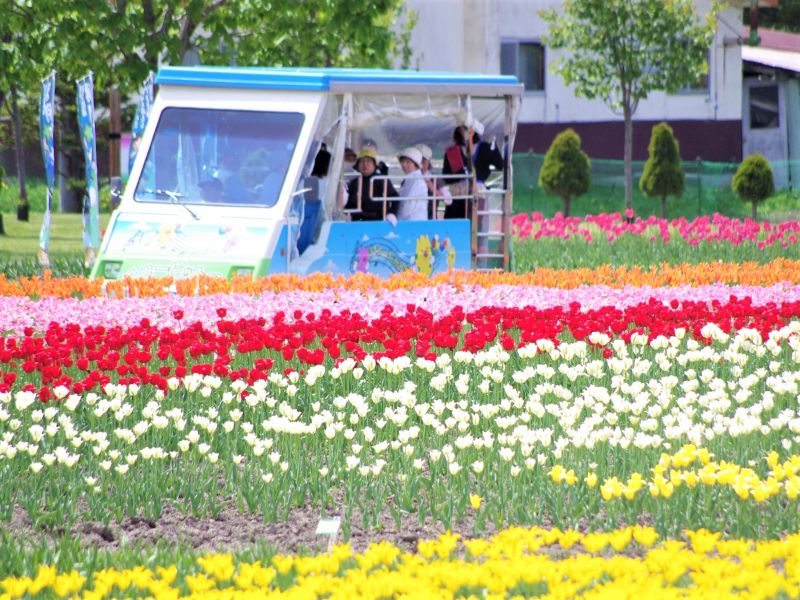 上湧別チューリップ公園 見頃はいつ 駐車場は オホーツク花回廊を楽しむポイント