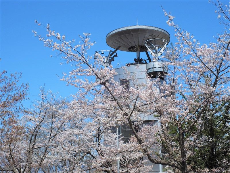 美唄市 東明公園の桜は日本最北のソメイヨシノが咲く公園 見どころやアクセス方法など