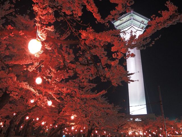 五稜郭公園 函館桜の名所 見頃とライトアップいつ 駐車場は