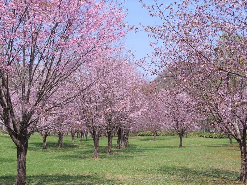 オホーツク桜八景 網走市や北見市などの桜名所を紹介 見どころやアクセス方法を徹底紹介
