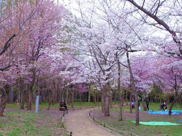 札幌 円山公園の桜の見頃は 簡単な行き方は コロナ規制情報