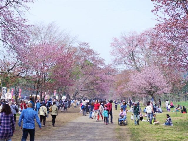 静内二十間道路桜並木 日高桜の名所の開花予想は 祭りで渋滞避けれる